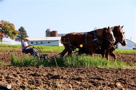 Amish Farming Traditions Survive in 21st Century