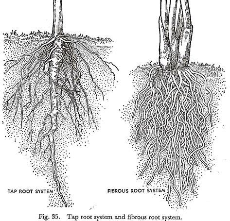 Tap Root System and Fibrous Root System | Root diagram, Root system ...