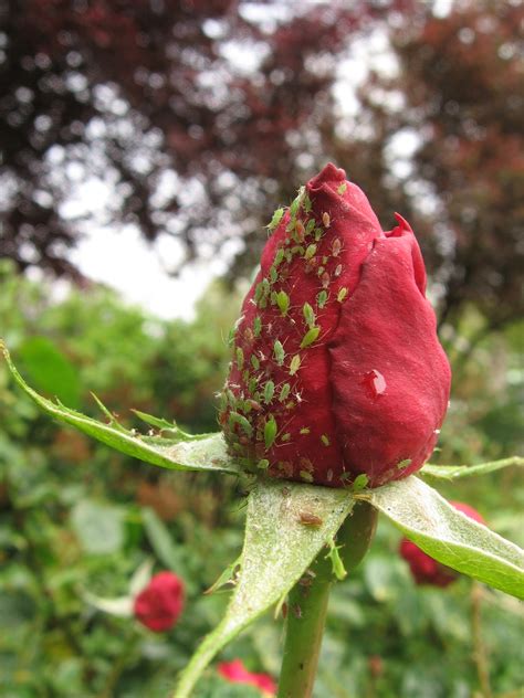 Aphids On Roses: Home Remedies to Get Rid of Them