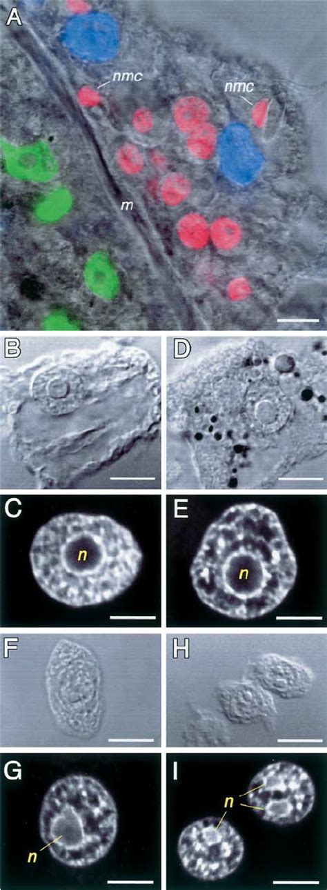 Morphology of Hydra cell nuclei in a whole mount ( A ) and on macerated ...