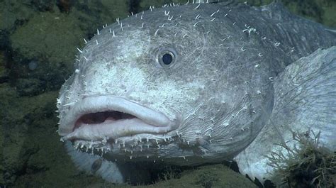 @mbari_news • A face only a mother could love? Blob sculpin ...