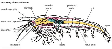 Shrimps Anatomy - Anatomy Reading Source