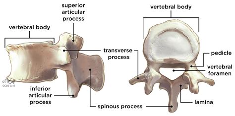 Anatomy of Vertebral Column – Medicohol