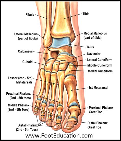 Bones and Joints of the Foot and Ankle Overview - FootEducation