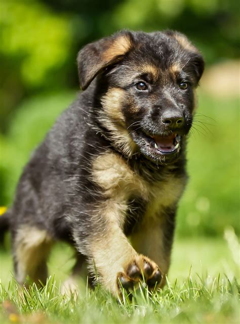 German Sheprador: History, Temperament, Care, Training, Diet, Pic