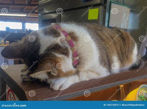 Sleeping stock image. Image of warm, background, feline - 142216875