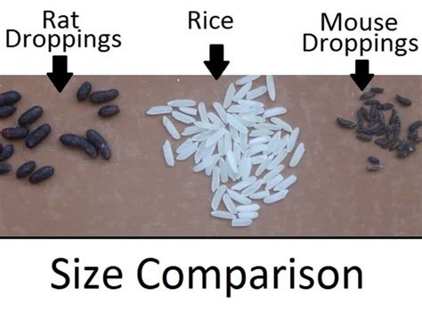 How to identify rat droppings