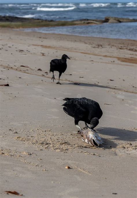 Large Black Birds Eating a Dead Fish on the Sand of the Beach Stock ...