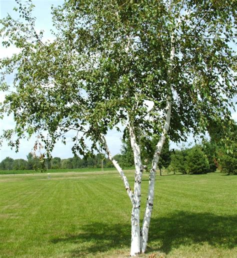 Buy Trees and Shrubs Online For Less : Paper Canoe Birch Tree (2-4 Feet)