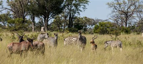 Affordable Okavango Delta Safari – Discover Africa