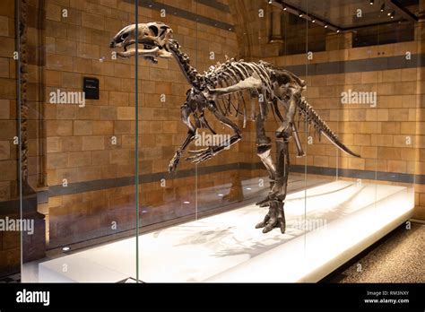 A fossil dinosaur skeleton in The Natural History Museum, London, Uk ...