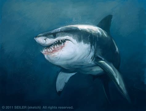 Funny Great White Shark Wallpaper - WallpaperSafari