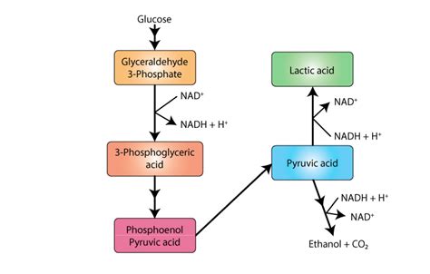 Types of Fermentation: Definition, Process, Advantages