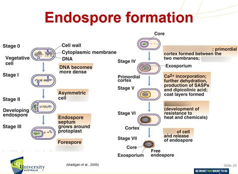 Endospore formation Diagram | Quizlet