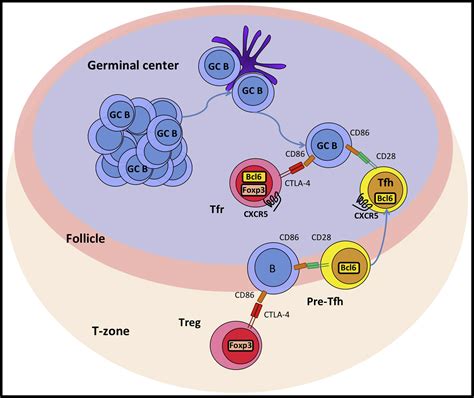 Treg Cells and CTLA-4: The Ball and Chain of the Germinal Center ...