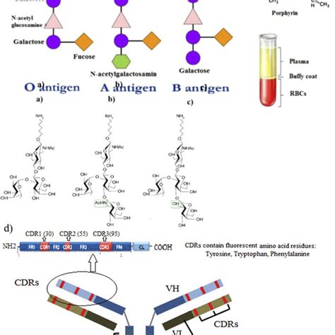 Chemical structure of various blood antigens and antibody. a) O antigen ...