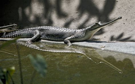 Photo Gallery: L.A. Zoo unveils critically endangered species of ...