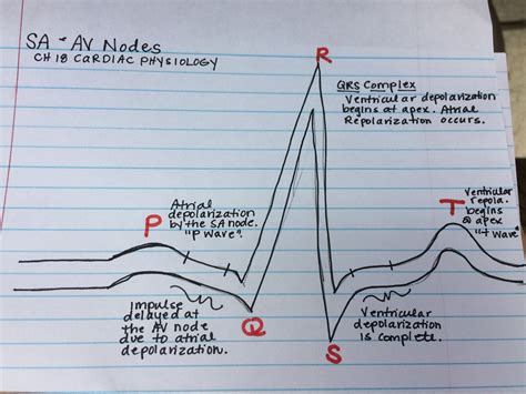 P wave, QRS complex and T wave. Cardiac physiology | Nursing notes ...