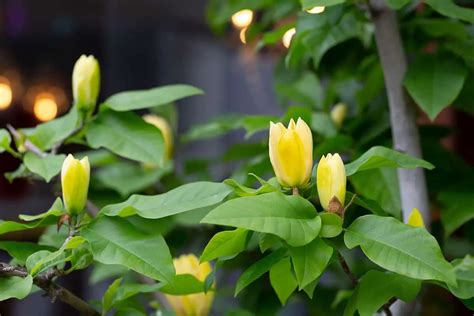 How to Grow and Care For Yellow Bird Magnolia Tree - Plantglossary