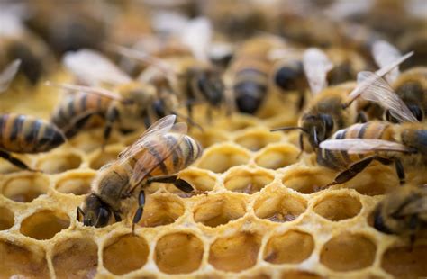 Inside The Bee Hive Free Stock Photo - Public Domain Pictures