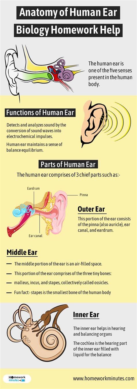 Anatomy of Human Ear | Biology Homework Help | Human ear, Ear anatomy, Ear