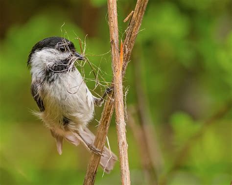 Black-Capped Chickadee Collecting Nesting Photograph by Morris Finkelstein