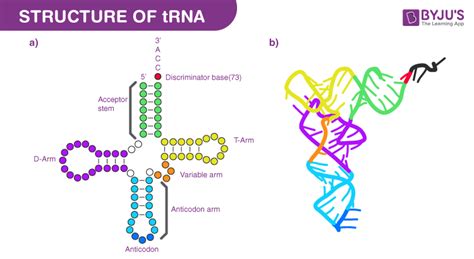 Simple Trna Anticodon