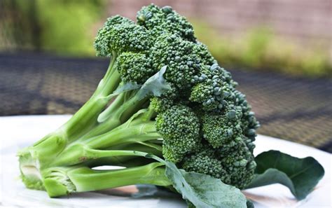 Chemical in broccoli can improve autism symptoms – Behavior Education ...