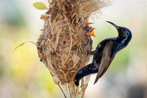 Premium Photo | Purple sunbird (male) feeding baby bird in the bird's ...