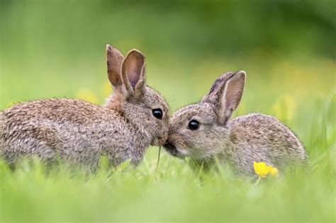 Why You Shouldn't Try to Keep Wild Rabbits as Pets | LoveToKnow Pets