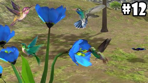 Ultimate Bird Simulator - Life of Hummingbird - Android/iOS - Gameplay ...