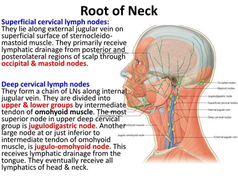 Posterior Cervical Chain Drainage - Best Drain Photos Primagem.Org