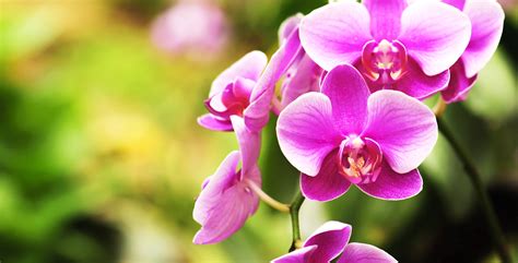 Mother's Day Orchid Giveaway - VUP Media