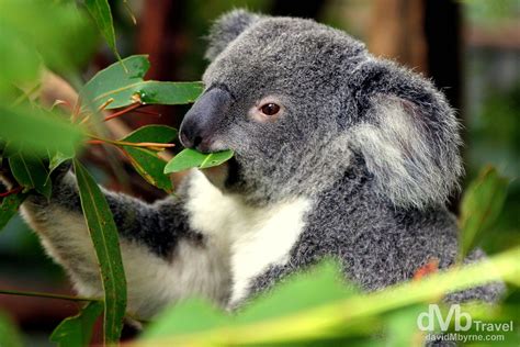 Lone Pine Koala Sanctuary, Brisbane, Australia | Worldwide Destination ...