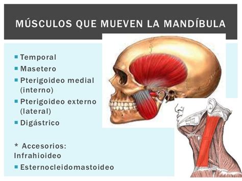 Músculo masetero: función, origen e inserción, inflamación y más