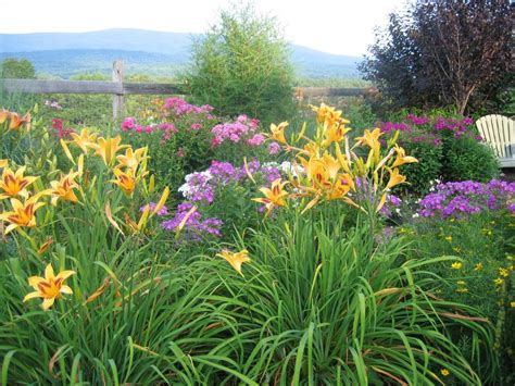 Summer Flowering Perennials For Sun - 16 Flowering Perennials That Will ...