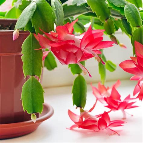 Christmas Cactus Care Tips and Tricks - Indoor Plant Care