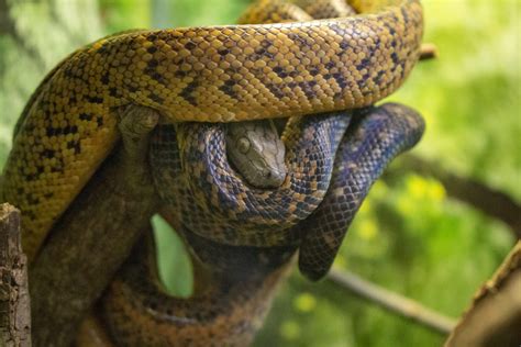 Jamaican Boa Attraction | Central Florida Zoo Animals