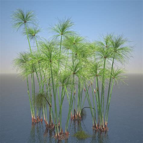 3d cyperus papyrus plant set model