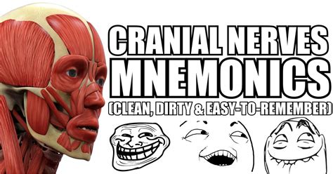 Cranial Nerves Mnemonics [Clean, Dirty & Easy-to-Remember]