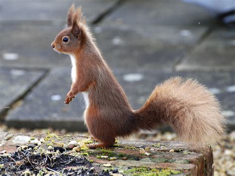 Common Types of Squirrels in the UK | Fantastic Pest Control