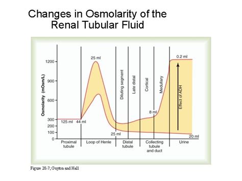 Regulation of Extracellular Fluid Osmolarity and Sodium Concentration