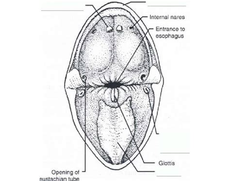 Frog Mouth Anatomy Quiz