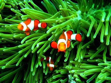 Clownfish Wallpapers - Wallpaper Cave