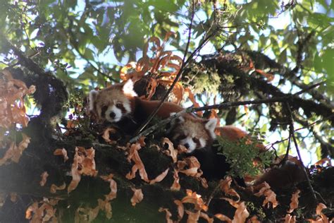 Red Panda Habitat Destruction