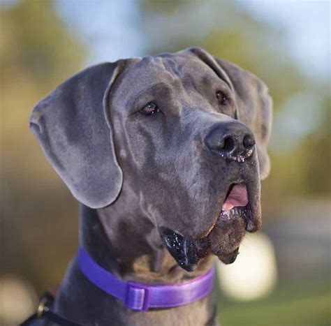 Great Dane Dog Breed Complete Guide | AZ Animals