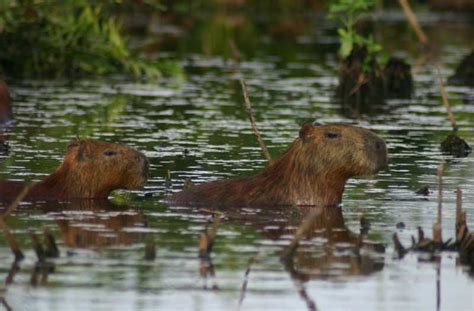 Capybara Facts, Information, Pictures & Video