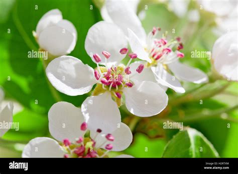 Pear Tree Flowers Stock Photo - Alamy