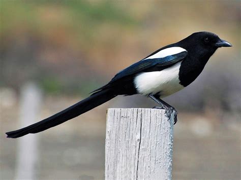 Black-billed Magpie | Celebrate Urban Birds