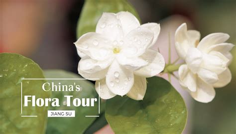 How did the Jasmine flower become the symbol of Jiangsu Province? - CGTN